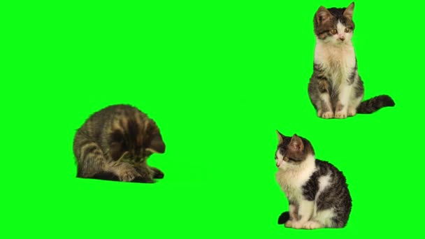 Kattunge Sett Isolert Grønn Bakgrunnsskjerm – stockvideo