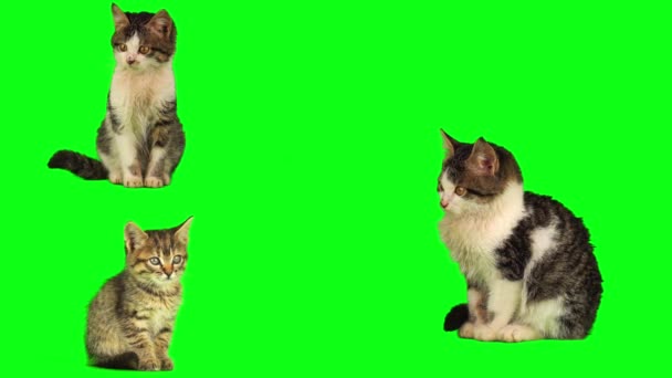 Gato Gatito Conjunto Aislado Verde Fondo Pantalla — Vídeos de Stock