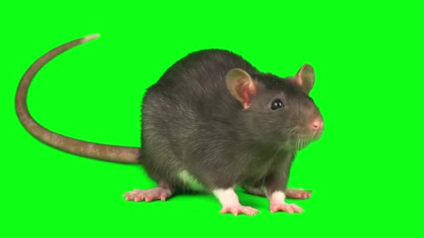 Серый Набор Крысиных Мышей Изолирован Зеленом Фоне — стоковое видео