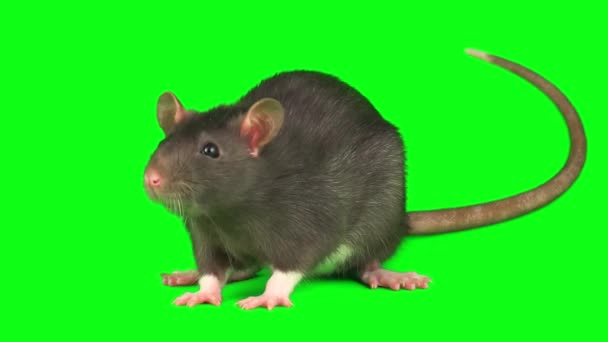 Rat Mouse Gray Set Isolated Green Background Screen — Stock Video