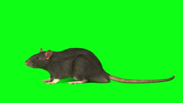 Szczur Mysz Szary Zestaw Izolowane Zielonym Tle Ekranu — Wideo stockowe