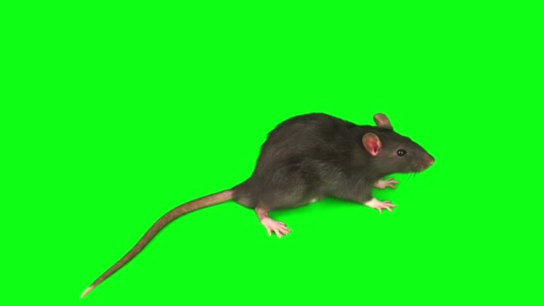 Rat Mouse Gray Set Isolated Green Background Screen — Stock Video
