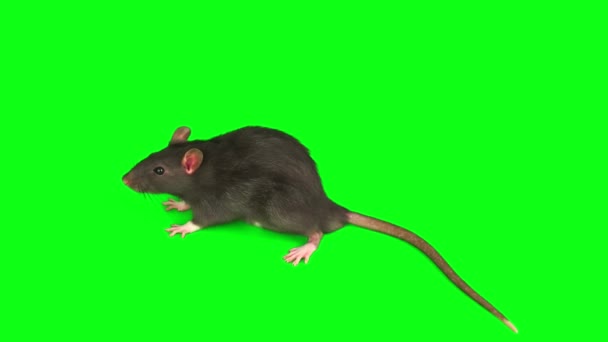 Krysa Šedá Set Izolované Zeleném Pozadí Obrazovky — Stock video