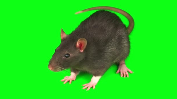 Ratto Grigio Del Mouse Impostato Isolato Sullo Schermo Sfondo Verde — Video Stock