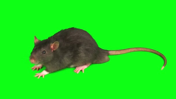 Ratto Grigio Del Mouse Impostato Isolato Sullo Schermo Sfondo Verde — Video Stock
