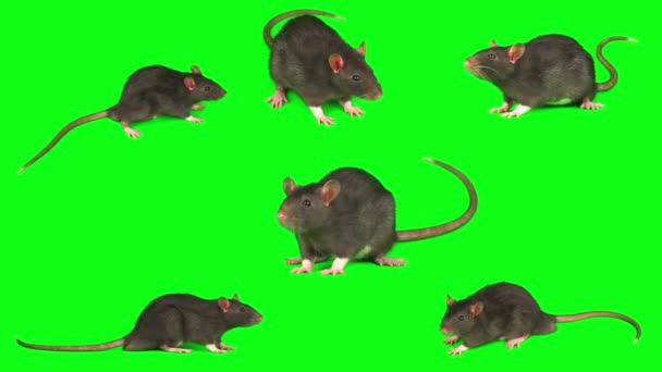 Rat Muis Grijs Set Geïsoleerd Groene Achtergrond Scherm — Stockvideo