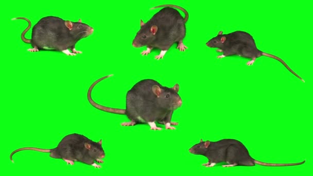 Szczur Mysz Szary Zestaw Izolowane Zielonym Tle Ekranu — Wideo stockowe