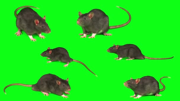 Rattenmaus Grau Eingestellt Isoliert Auf Grünem Hintergrund Bildschirm — Stockvideo