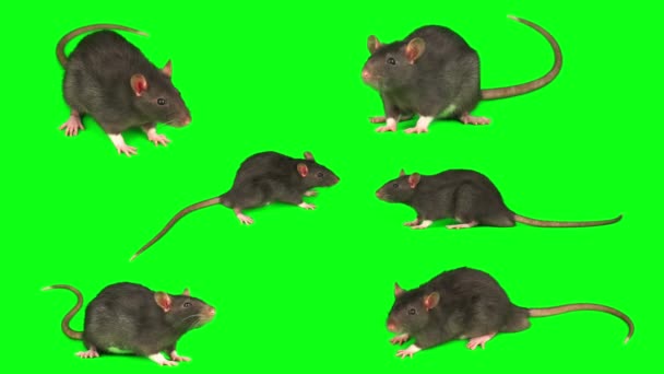 Krysa Šedá Set Izolované Zeleném Pozadí Obrazovky — Stock video