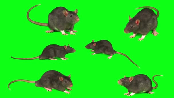 Rat Muis Grijs Set Geïsoleerd Groene Achtergrond Scherm — Stockvideo
