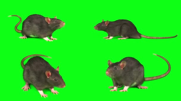 Rattenmaus Grau Eingestellt Isoliert Auf Grünem Hintergrund Bildschirm — Stockvideo