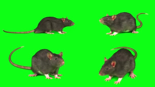 緑の背景スクリーンで隔離されたラット マウスの灰色のセット — ストック動画