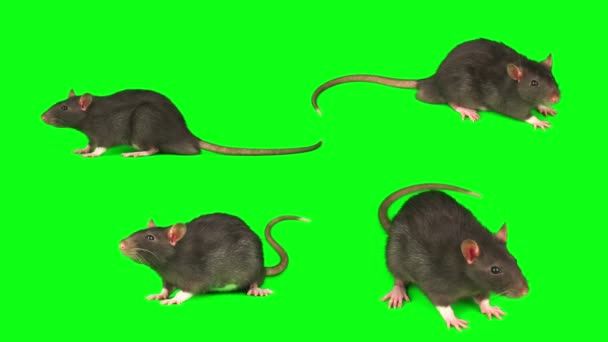 Rat Mouse Abu Abu Diatur Terisolasi Layar Latar Belakang Hijau — Stok Video