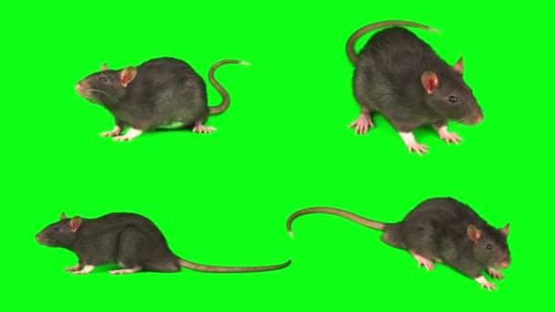 緑の背景スクリーンで隔離されたラット マウスの灰色のセット — ストック動画