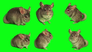 Çinçilya seti yeşil arkaplan ekranında izole edildi