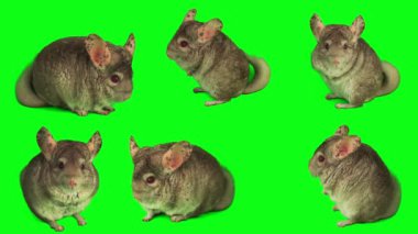 Çinçilya seti yeşil arkaplan ekranında izole edildi