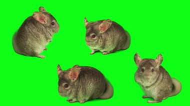 Çinçilya seti yeşil arkaplan ekranında izole edildi