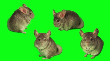 Çinçilya seti yeşil arkaplan ekranında izole edildi