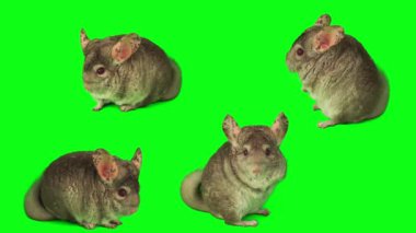 Çinçilya seti yeşil arkaplan ekranında izole edildi