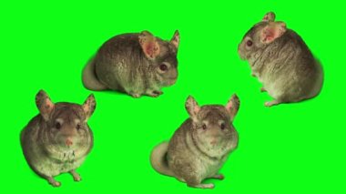 Çinçilya seti yeşil arkaplan ekranında izole edildi