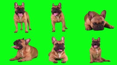 Köpek fransız buldog seti yeşil arka planda izole edildi
