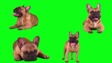 Köpek fransız buldog seti yeşil arka planda izole edildi