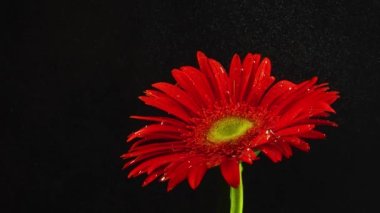 Çiçek sualtı fotoğrafı mürekkep boyası