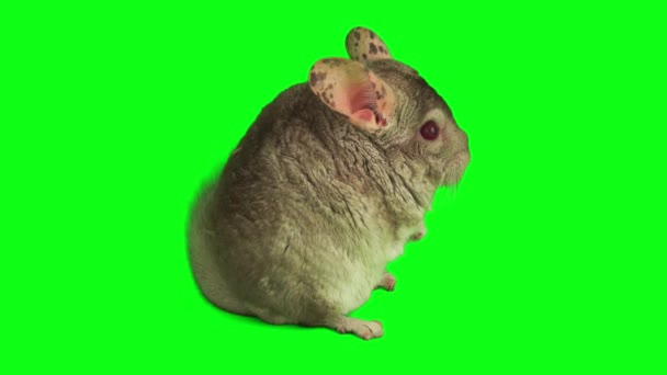 Chinchilla Set Isolated Green Background Screen — Stock Video
