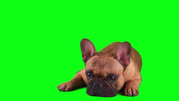 Set Bulldog Francez Câine Izolat Ecranul Verde — Videoclip de stoc