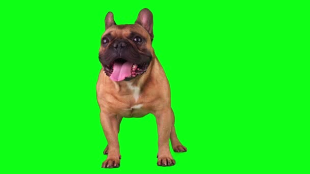 Hond Franse Bulldog Set Geïsoleerd Groene Achtergrond Scherm — Stockvideo
