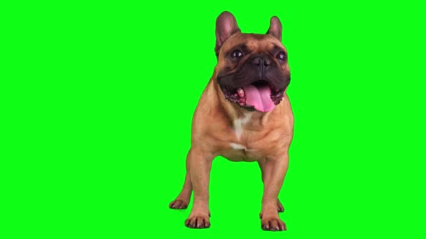 Perro Bulldog Francés Conjunto Aislado Pantalla Fondo Verde — Vídeos de Stock
