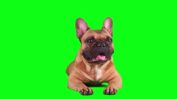 Hond Franse Bulldog Set Geïsoleerd Groene Achtergrond Scherm — Stockvideo
