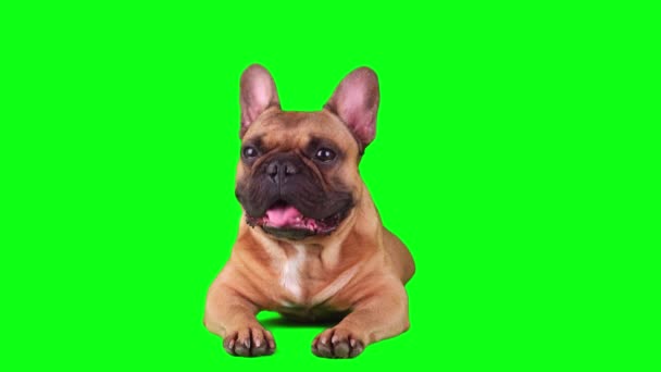 Pies Francuski Buldog Zestaw Izolowany Zielonym Tle Ekranu — Wideo stockowe