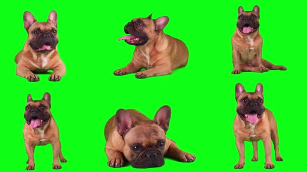 Pes Francouzský Buldok Set Izolované Zeleném Pozadí Obrazovky — Stock video