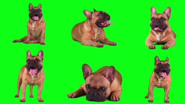 Perro Bulldog Francés Conjunto Aislado Pantalla Fondo Verde — Vídeos de Stock
