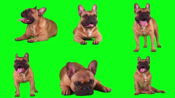 法国斗牛犬集隔离在绿色背景屏幕上 — 图库视频影像