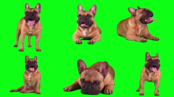 Cão Francês Bulldog Conjunto Isolado Tela Fundo Verde — Vídeo de Stock