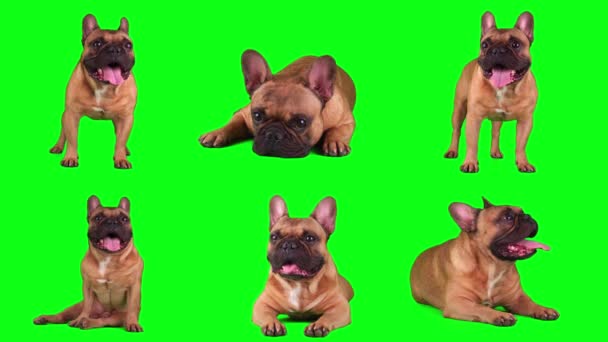 Pes Francouzský Buldok Set Izolované Zeleném Pozadí Obrazovky — Stock video