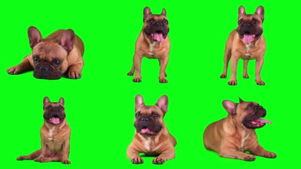 Hund Fransk Bulldog Set Isolerad Grön Bakgrund Skärm — Stockvideo