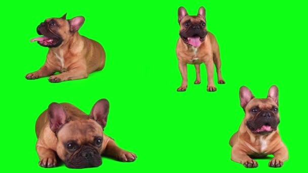 Set Bulldog Francez Câine Izolat Ecranul Verde — Videoclip de stoc
