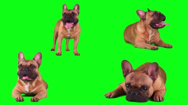 Cão Francês Bulldog Conjunto Isolado Tela Fundo Verde — Vídeo de Stock