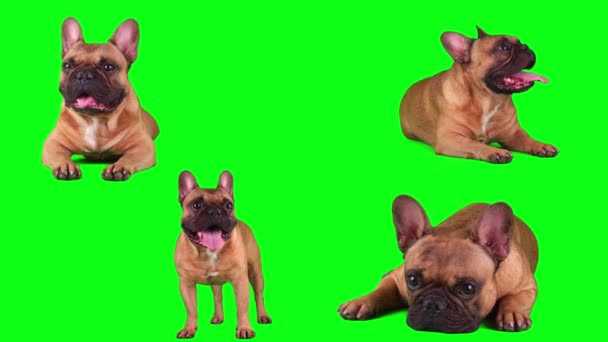 Dog French Bulldog Set Isolated Green Background Screen — Stock Video
