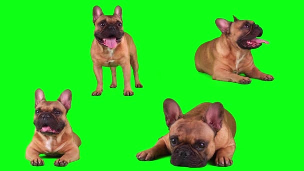 Pies Francuski Buldog Zestaw Izolowany Zielonym Tle Ekranu — Wideo stockowe