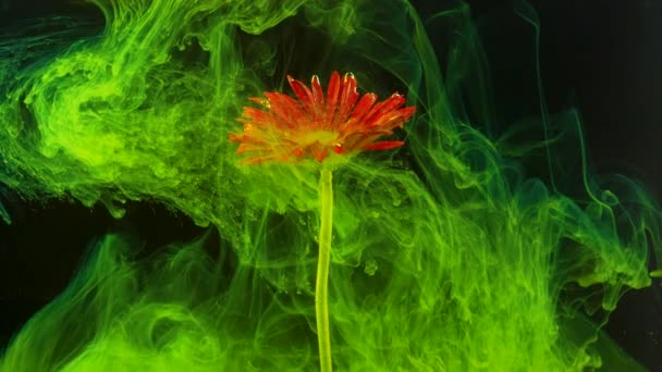 Blume Unter Wasser Erschossen Tinte Farbe — Stockvideo