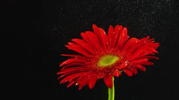 Квітка Підводний Дріб Чорнила Фарба — стокове відео