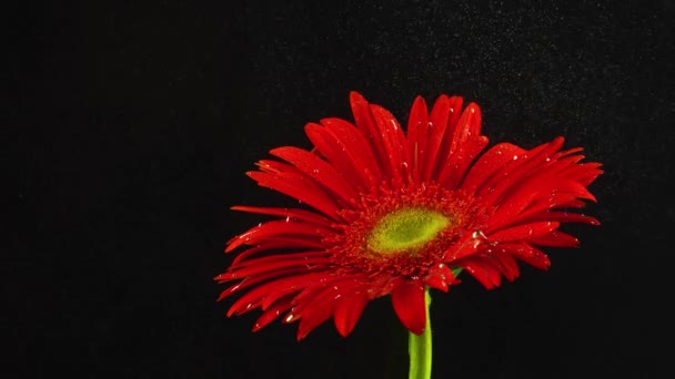 Blume Unter Wasser Erschossen Tinte Farbe — Stockvideo