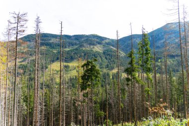 Dağ manzaralı orman manzarası Polonya Zakopane