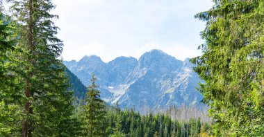 Dağ manzaralı orman manzarası Polonya Zakopane