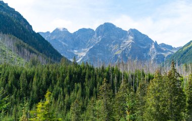 Dağ manzaralı orman manzarası Polonya Zakopane