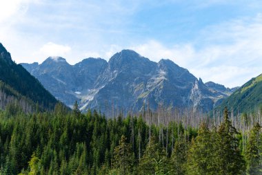 Dağ manzaralı orman manzarası Polonya Zakopane